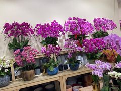 -双季花艺园艺市场(浦东店)