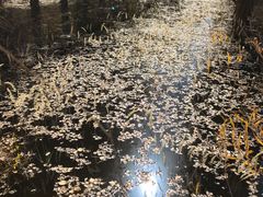 -金塔沙漠胡杨林景区
