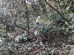 -杭州半山国家森林公园