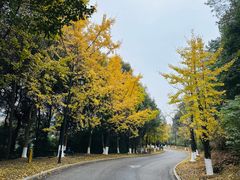 -铁山坪森林公园