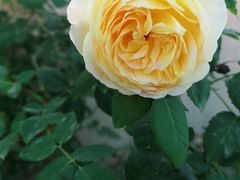 -大财·DA CAI花园餐厅.草坪婚礼.团建会议.围炉煮茶.求婚派对(三圣乡店)