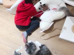 -1013 PET SHOP精品宠物商店(丁香店)