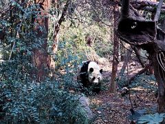-成都大熊猫繁育研究基地