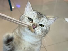 -平行世界·猫咖(首经贸店)