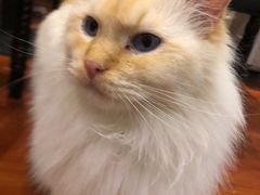-猫小院猫主题咖啡厅(北锣店)