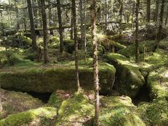 -汤旺河林海奇石景区