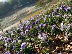 -松山湖梦幻百花洲