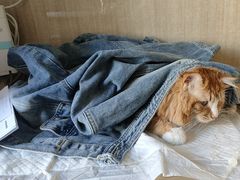 -北京观赏动物医院·24小时大型综合·猫专科·异宠专科