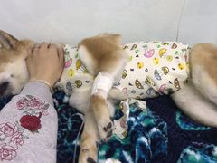 -达爱动物医院·犬猫分区·CT·复杂眼科(远洋山水分院)