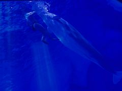 -上海海昌海洋公园-冰山北极馆
