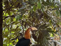-新加坡飞禽公园
