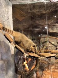 -Zoolung Zoolung动物主题公园(海信广场店)