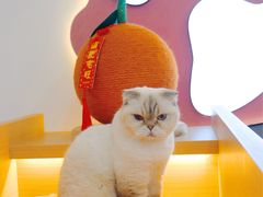 -喵园·猫主题咖啡厅·撸猫·猫咖(国贸店)