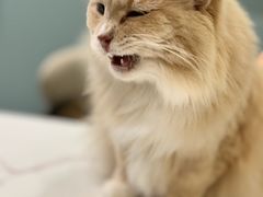 -安格丽娜·狗咖·猫咖羊驼咖(春熙路百盛商场店)