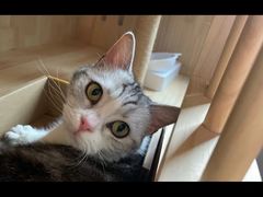 -翊宠yipet猫狗购宠庄园犬舍•猫舍