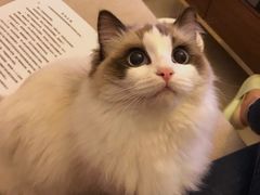 -Bastet sally猫舍购宠(静安店)