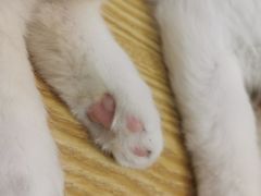 -Heymao猫咖.咖啡厅(东门店)