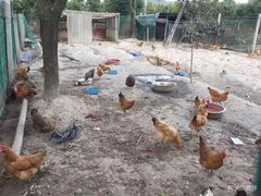 -呼吸森林·生态农庄农家乐私房菜