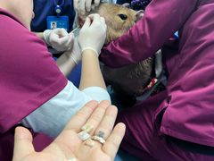 -北京观赏动物医院·24小时大型综合·猫专科·异宠专科