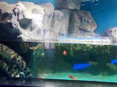-石家庄海洋公园