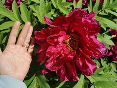 -国家植物园南园