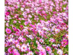 -莫里热带雨林景区