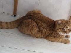 -喵的天空名猫咖啡馆·撸猫·猫舍·用品