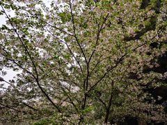 -武汉大学-樱园