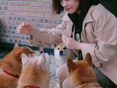 -柴犬高等学院·狗咖·柴犬售卖·宠物训练