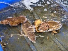-蓝湾碧波·老字号·疍家非遗海上餐厅