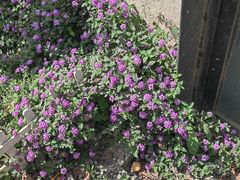 -云里小坐·小院里·团建·宴请·下午茶(三圣乡店)