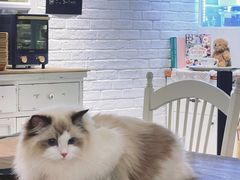 -Green wood coffee绿木咖啡
