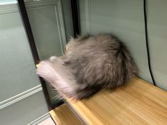 -安格丽娜·狗咖·猫咖羊驼咖(春熙路百盛商场店)