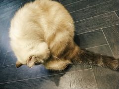 -猫色咖啡·猫咖