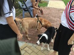 -良成狗狗乐园