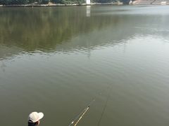 -银湖山郊野公园-相思林