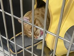 -美联众合动物医院·24h京西诊疗中心