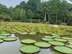 -中国科学院西双版纳热带植物园