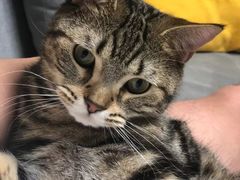 -pd派德宠物中心医院24H急重症·眼科中心·血液透析中心(嵩山北路店)