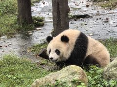 -都江堰中华大熊猫苑