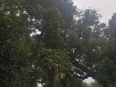 -张坝桂圆林公园