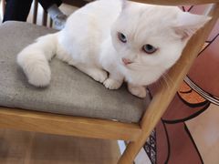 -Let's go狗咖·猫咖·奶狗·桌游(春熙路IFS店)