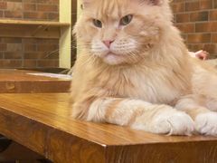 -more than meow吴止猫主题餐厅(承德 中船汇店)