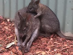 -费瑟代尔野生动物园