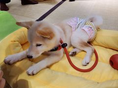 -逗柴咖啡屋·狗咖猫咖宠物桌游