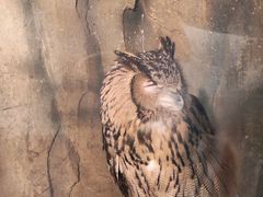 -萌宠奇缘(荣鼎店)