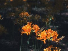 -杭州植物园