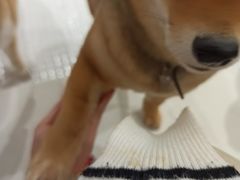 -柴务处·柴犬主题狗咖