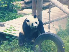 -大连森林动物园