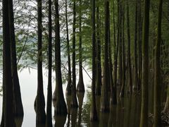 -三水森林公园